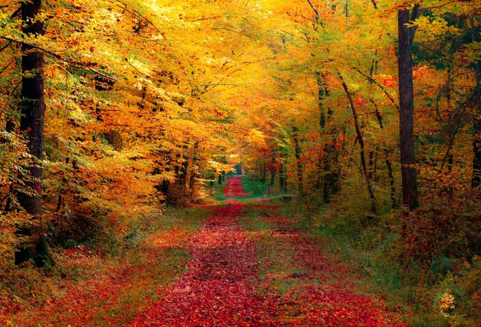 Картинка дорога в листьях, осенний лес, желтые деревья