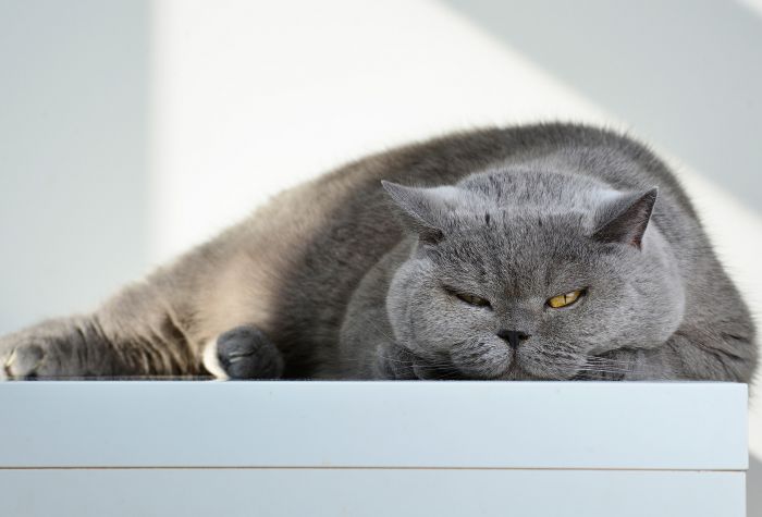 Картинка британский короткошерстный серый кот расплылся по столу