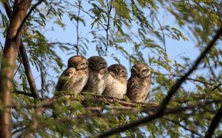 четыре совенка сидят на ветке, совы на дереве