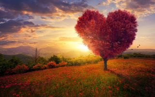 дерево в форме сердца среди поля, природа, пейзаж на закате солнца