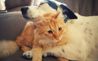 собака обнимает кота, дружба котов и собак