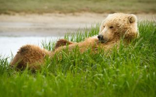 медведь Гризли развалился на траве, отдыхает
