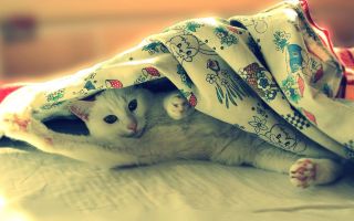 прикольный кот под одеялом