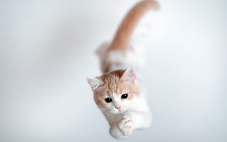 милый, красивый котик в прыжке