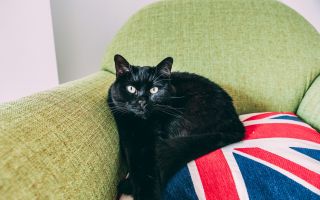 черный кот на кресле
