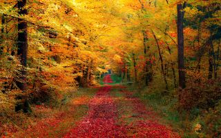 дорога в листьях, осенний лес, желтые деревья