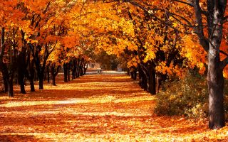 аллея, желтые деревья, осенние листья в парке