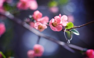 обручальное кольцо на ветке с цветущими розовыми цветами весной