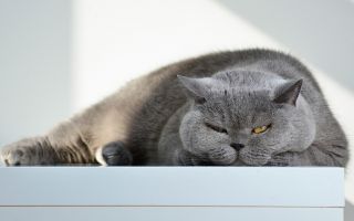 британский короткошерстный серый кот расплылся по столу