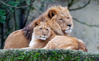 лев и львица красивая пара вместе отдыхает