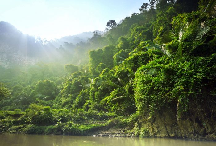 Картинка густой тропический лес, джунгли возле реки
