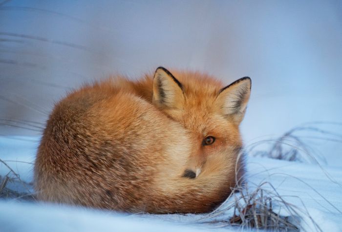 Картинка лисица свернулась калачиком и лежит на снегу