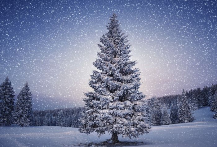 Картинка падает снег в зимнем лесу, елки в снегу