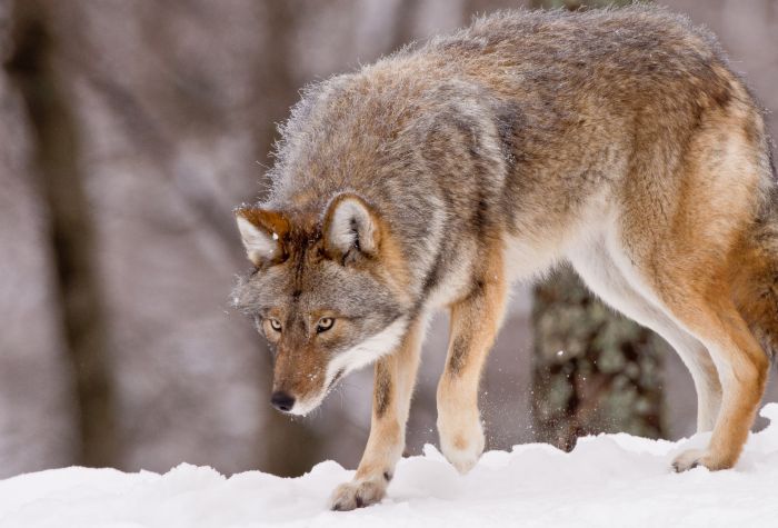 Картинка волк дикое животное на снегу зимой