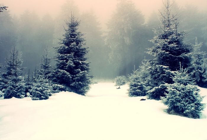 Картинка елки среди сугробов в зимнем лесу окутанным туманом