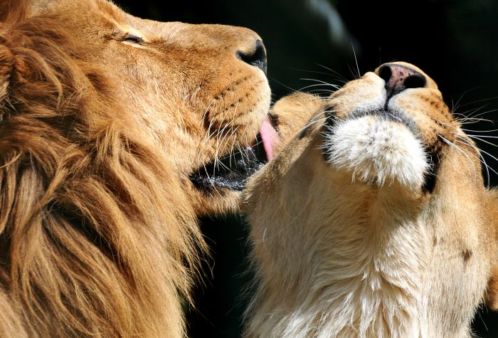 Картинка лев и львица, любовь, брачный период