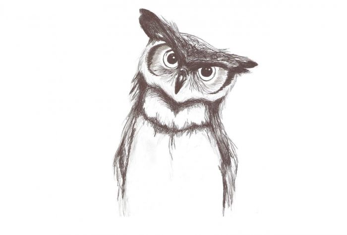 Картинка сова, филин, рисунок карандашом