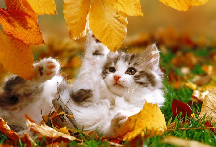 Картинка маленький котёнок играет с осенней листвой