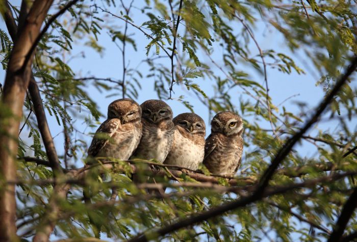 Картинка четыре совенка сидят на ветке, совы на дереве