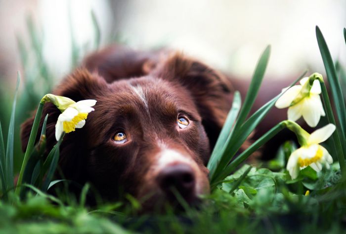 Картинка собака, ретривер, морда в цветах