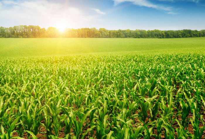 Картинка солнце освещает  большое зеленое  поле кукурузы