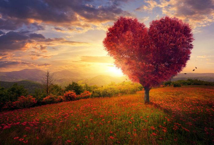 Картинка дерево в форме сердца среди поля, природа, пейзаж на закате солнца