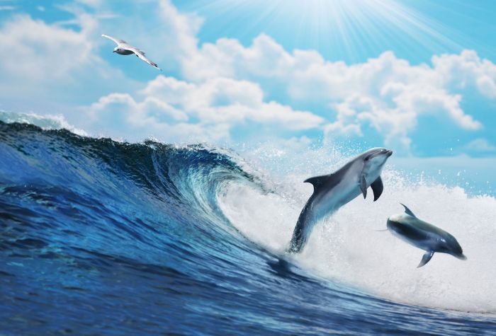 Картинка дельфины выпрыгивают из волны