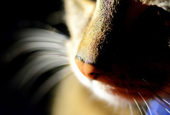 Картинка морда кота, нос, усы, макро фото
