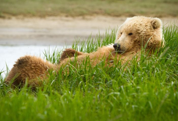 Картинка медведь Гризли развалился на траве, отдыхает