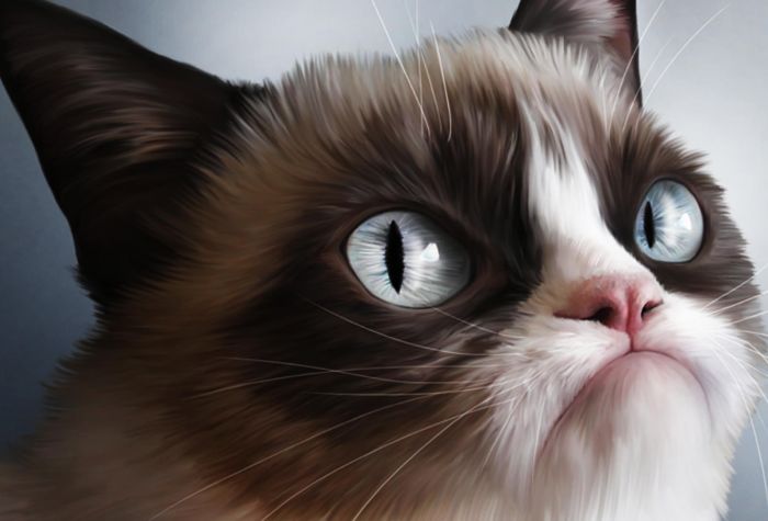 Картинка Grumpy Cat, злой, сердитый кот Тард, мем