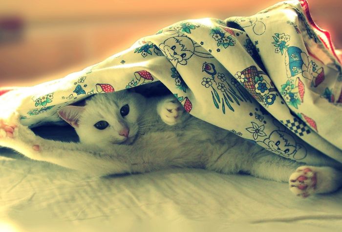 Картинка прикольный кот под одеялом