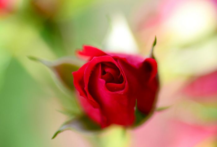 Картинка красный бутон розы, макро фото