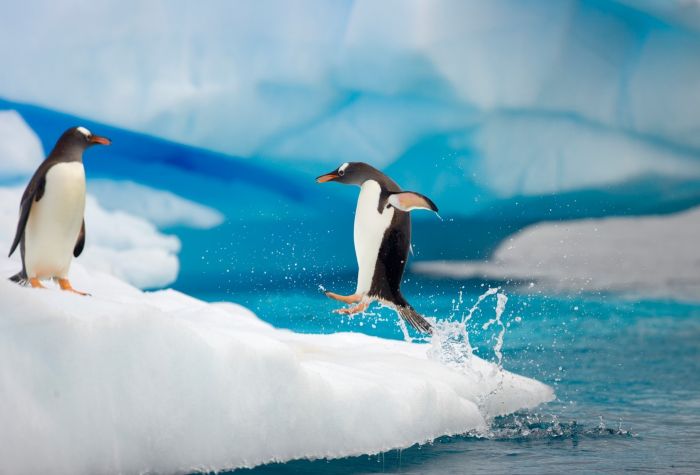 Картинка два пингвина на леднике айсберга