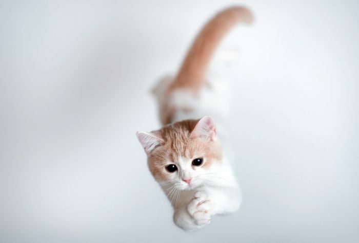 Картинка милый, красивый котик в прыжке