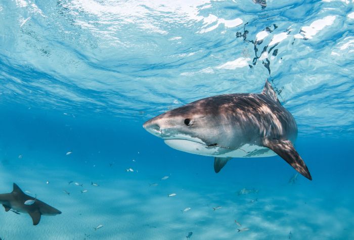 Картинка акулы, подводные хищники в голубой воде океана