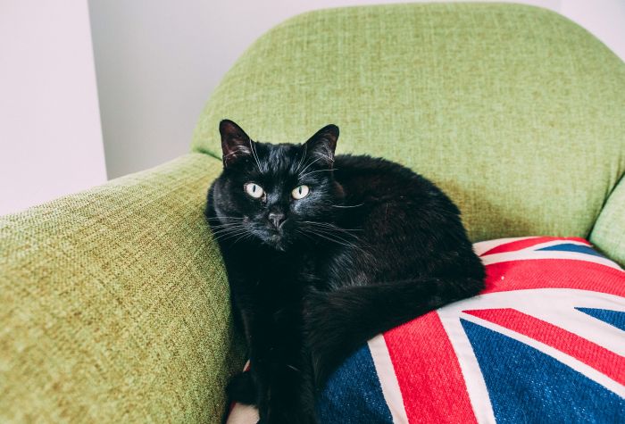 Картинка черный кот на кресле