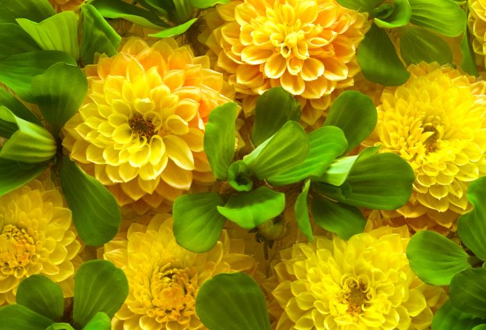 Картинка осенние цветы, красивые желтые Хризантемы
