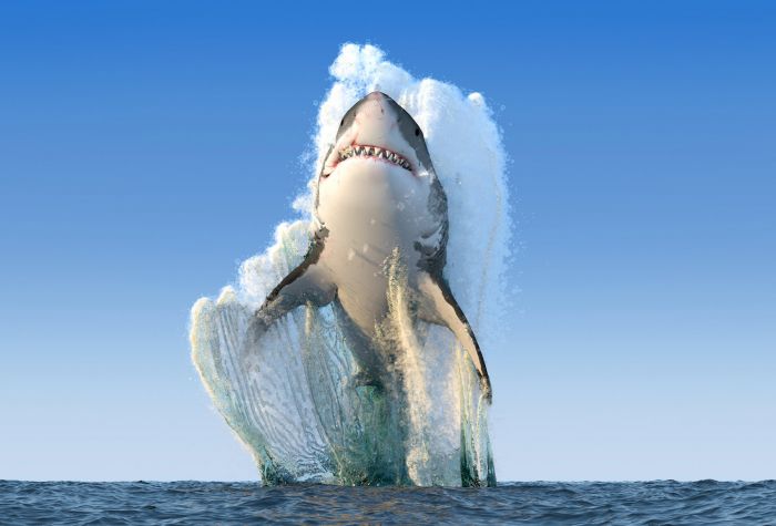 Картинка зубатая акула выпрыгивает из воды
