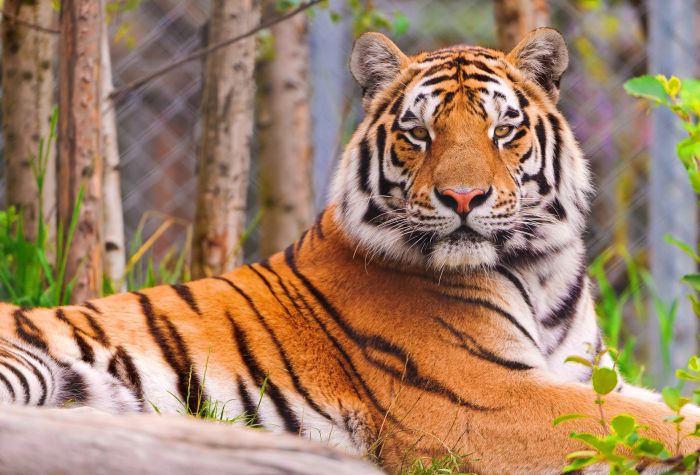 Картинка гордый, красивый тигр, животное, хищник