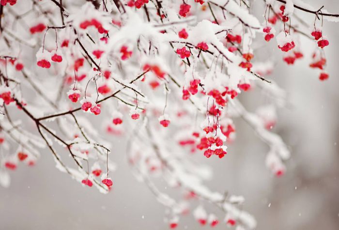 Картинка весенние цветы на ветке засыпало снегом