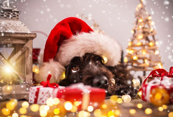 Картинка новый год 2018, собака в шапке возле елки и подарков