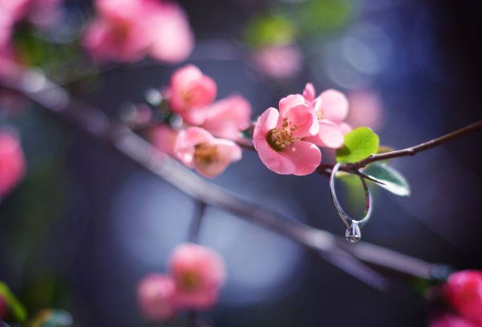 Картинка обручальное кольцо на ветке с цветущими розовыми цветами весной