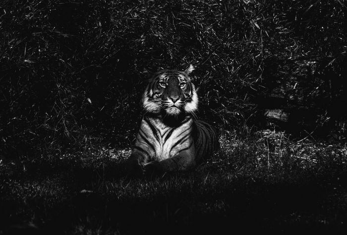 Картинка тигр черно-белое фото