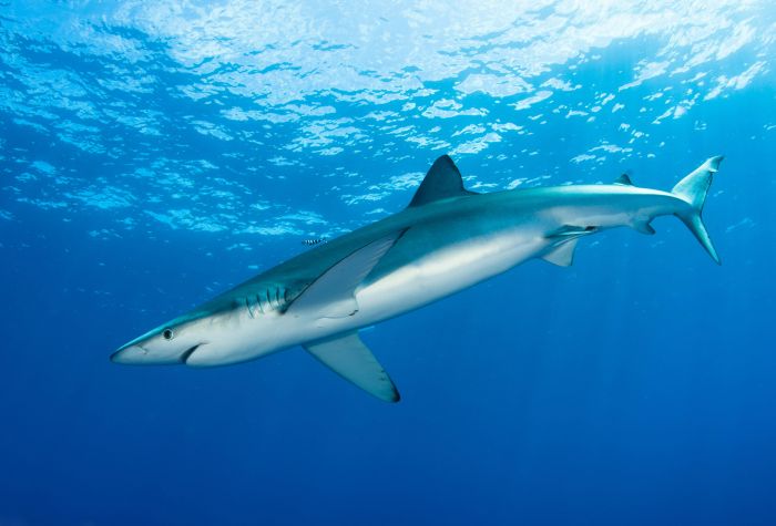 Картинка синяя, голубая акула у поверхности воды