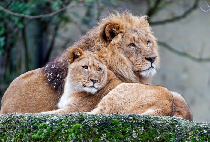 Картинка лев и львица красивая пара вместе отдыхает