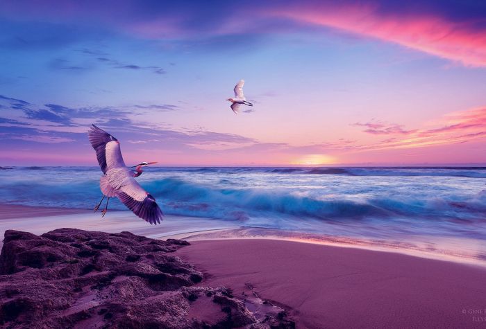 Картинка аисты летают над берегом моря, красивый пейзаж