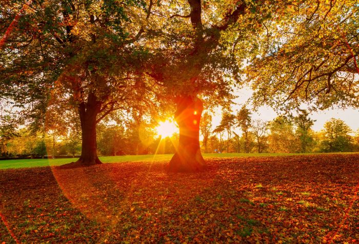 Картинка деревья в осеннем парке на фоне восхода солнца