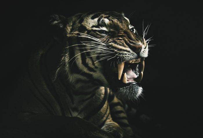 Картинка тигр с острыми клыками, оскал хищника