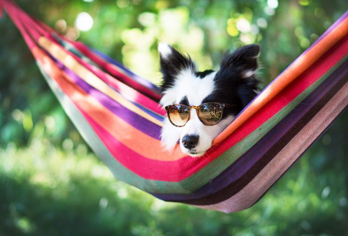 Картинка прикольная собака Бордер-колли в очках лежит в гамаке