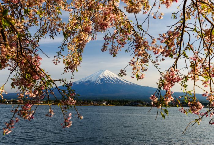 Картинка вулкан Фудзияма сквозь ветки сакуры